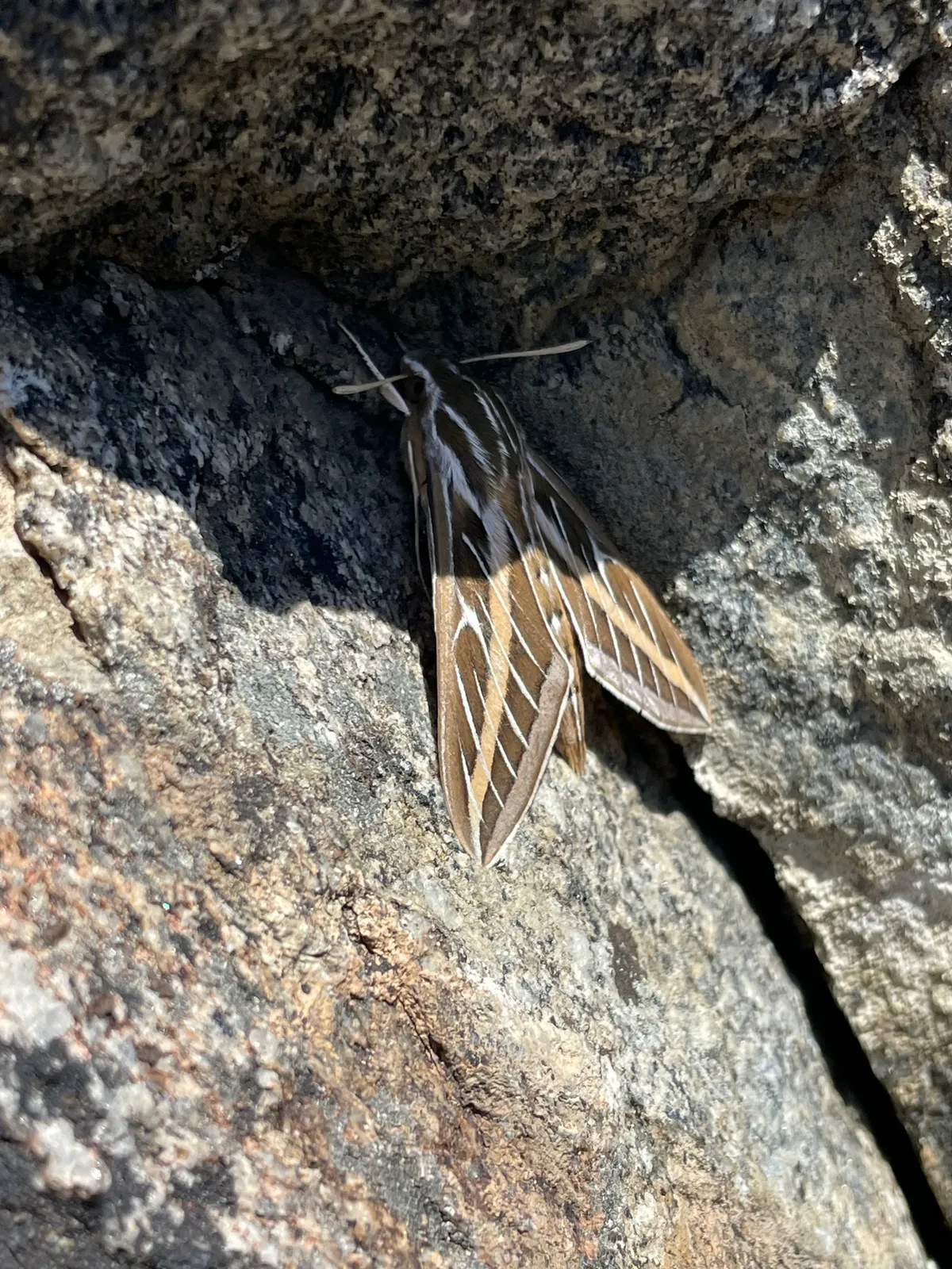 White Lined Sphinx