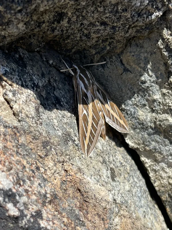 White Lined Sphinx