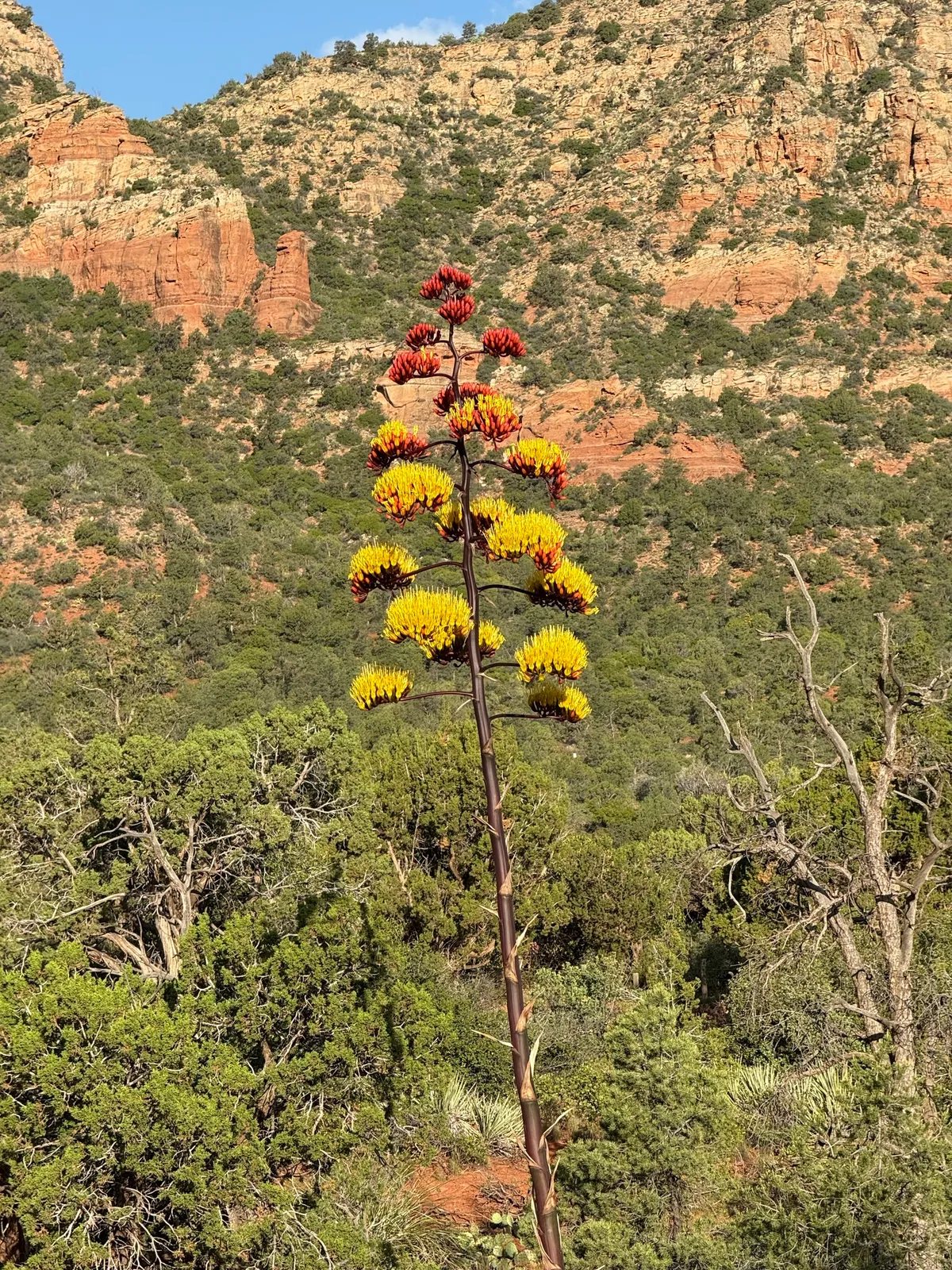 Parry's Agave