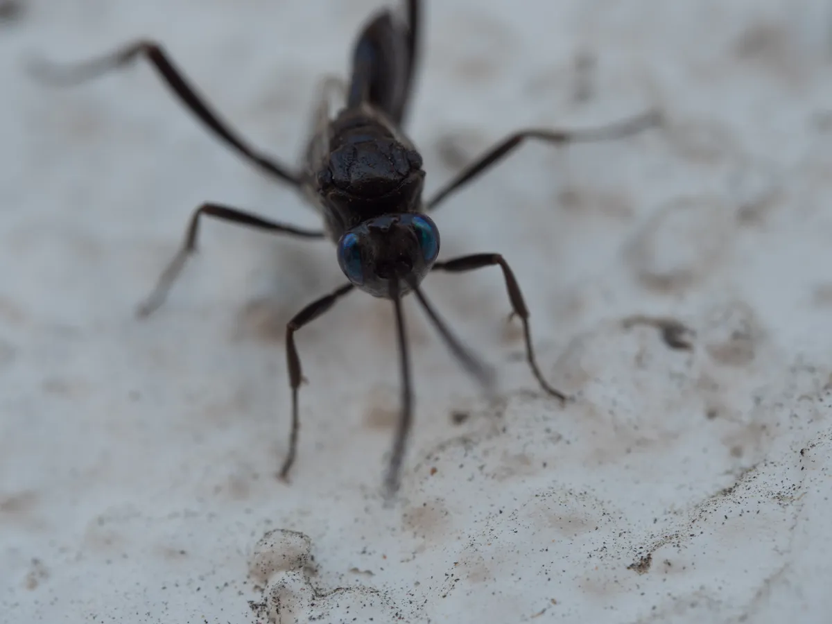 Blue Eyed Ensign Wasp