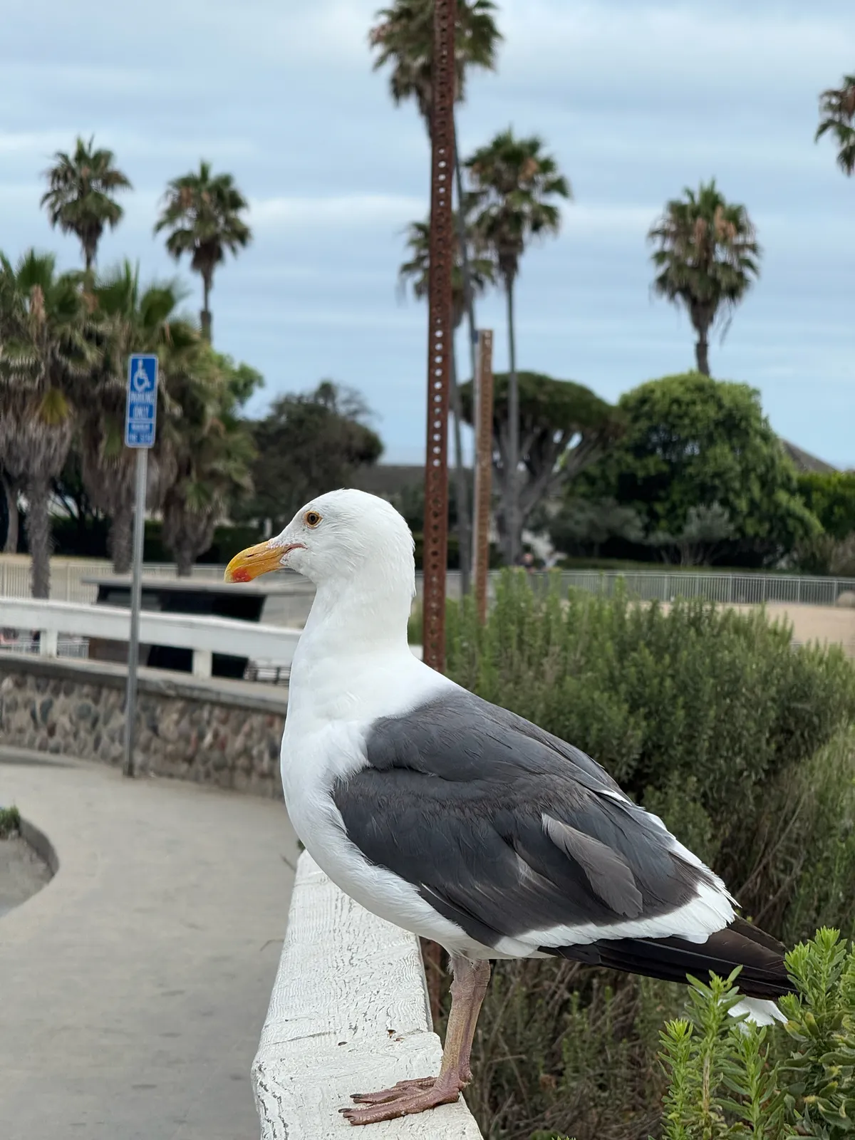 Western Gull