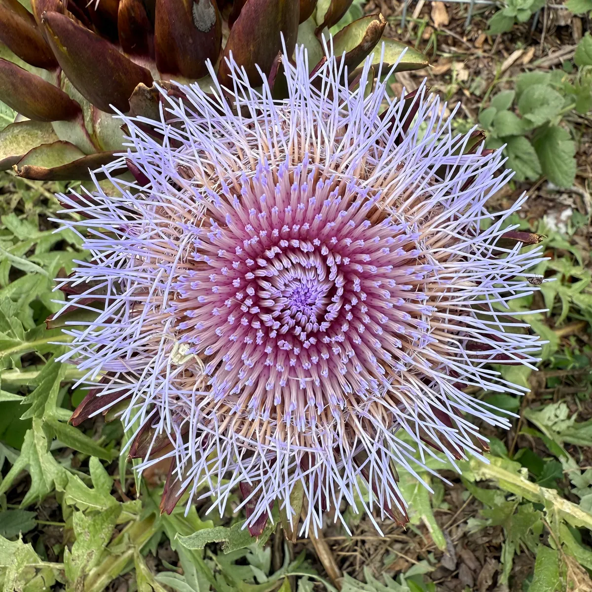 Artichoke Thistle