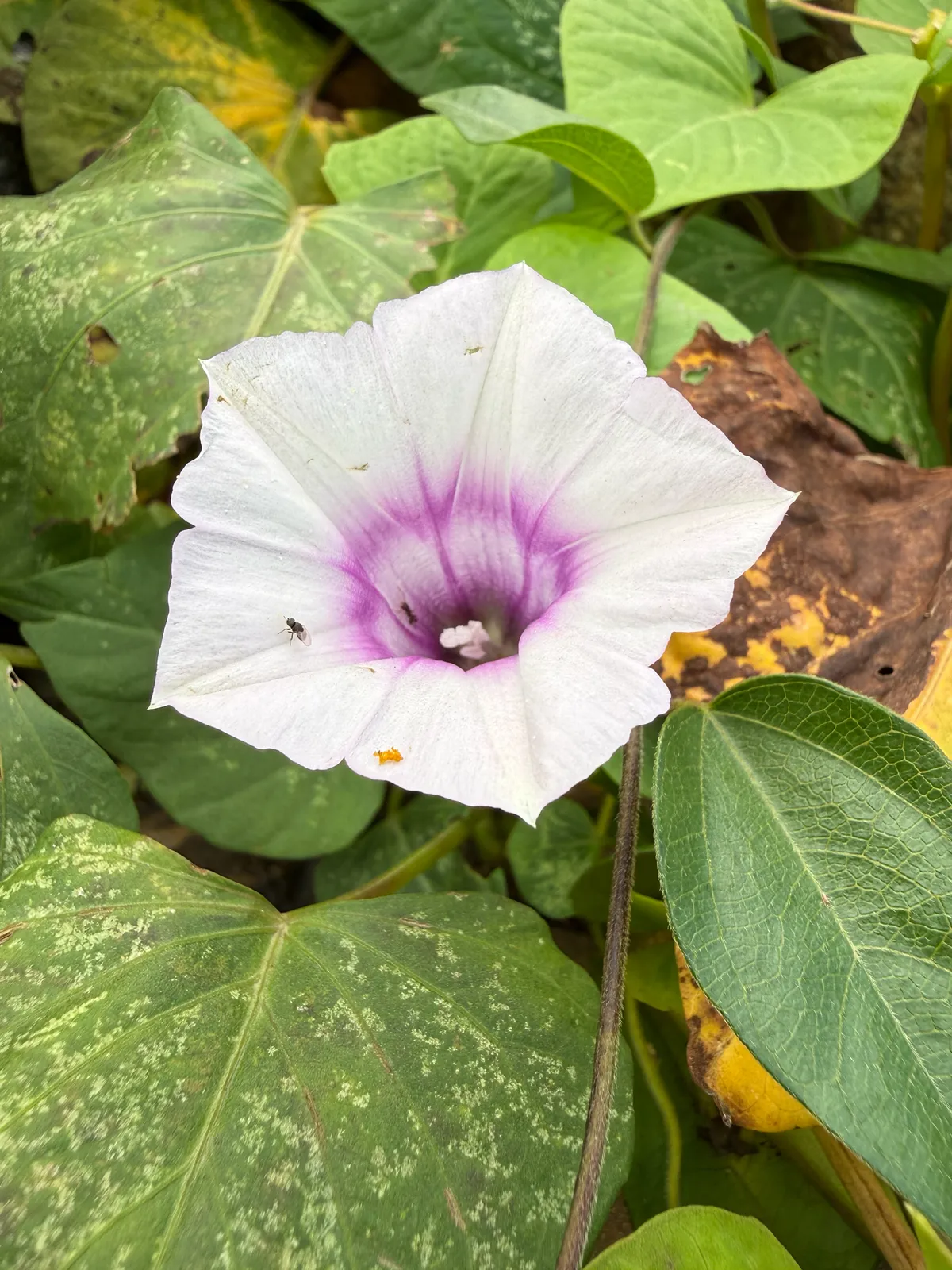Sweet Potato