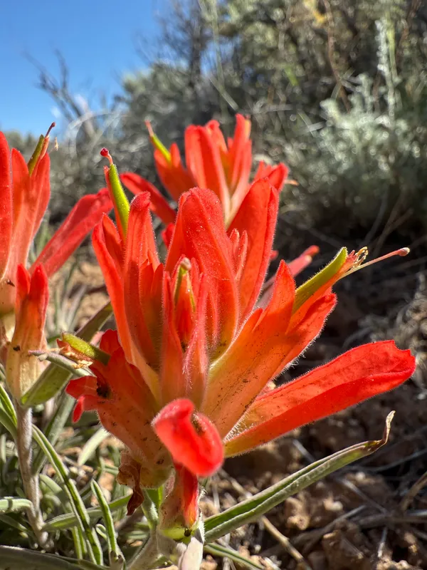 Wholeleaf Paintbrush