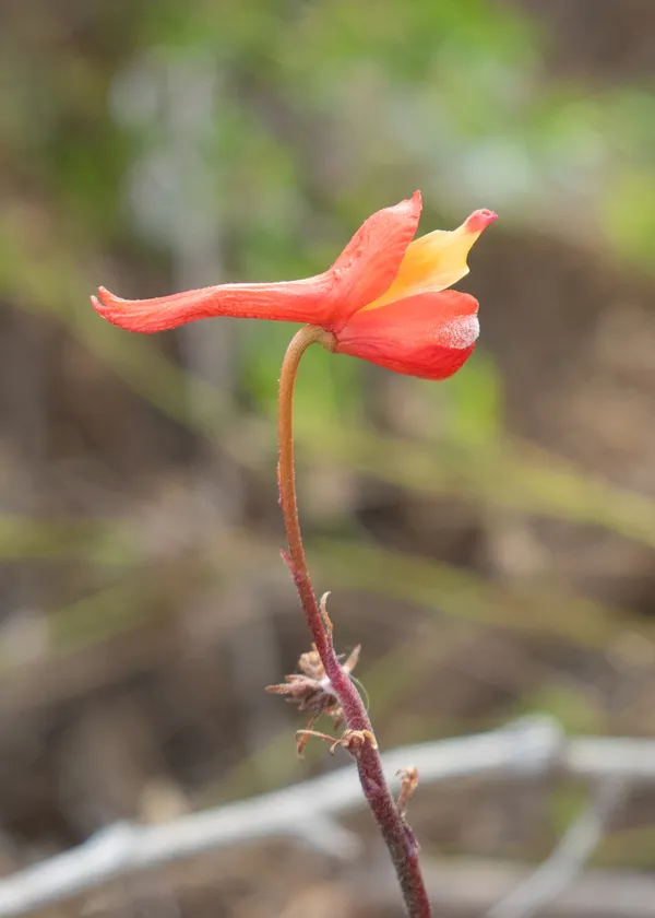 Scarlet Larkspur