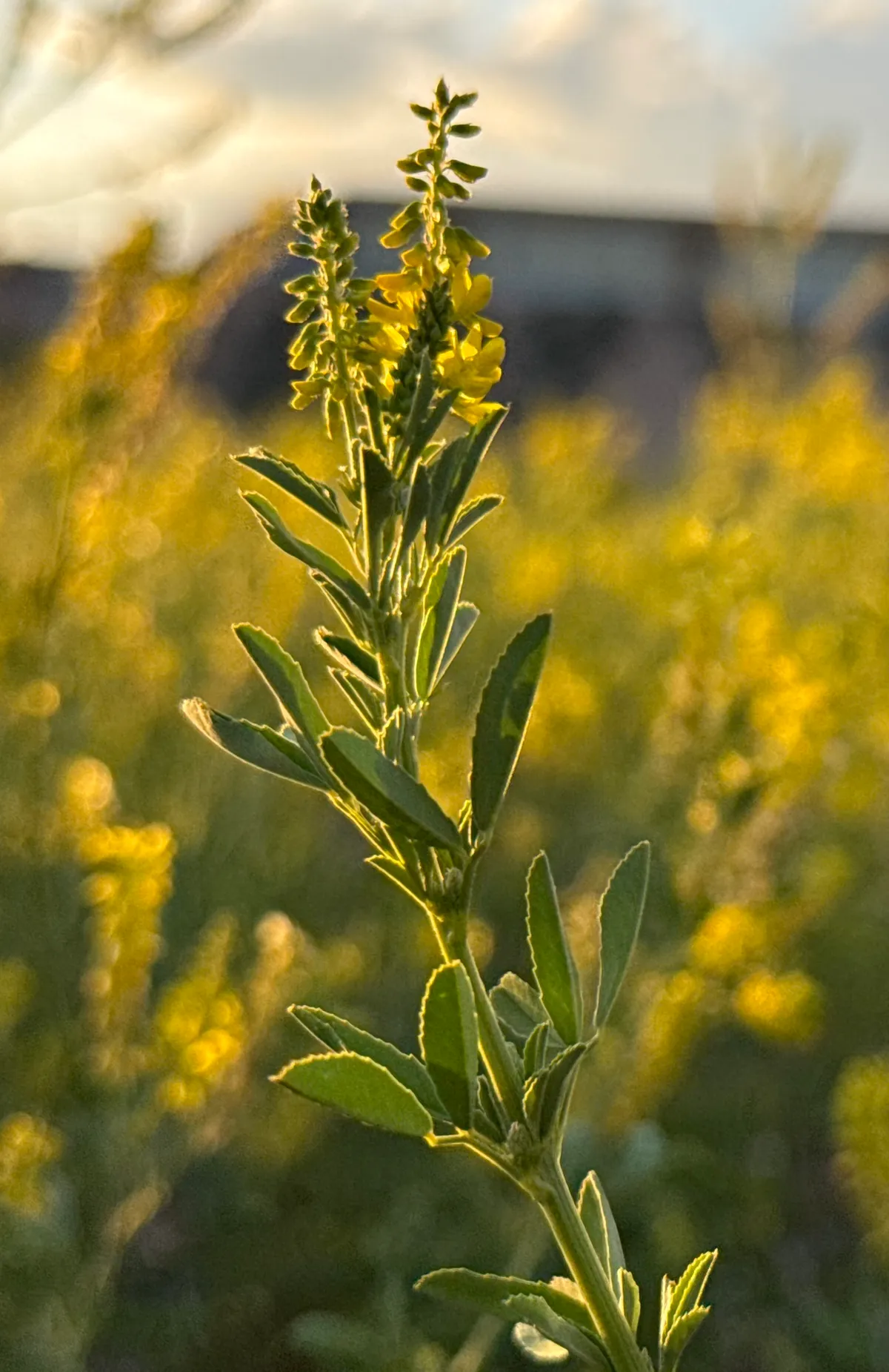 Yellow Sweetclover