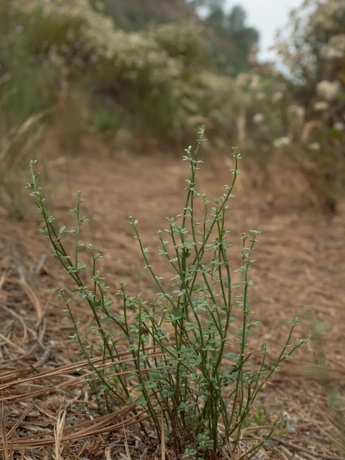 Deerweed