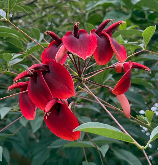 Cockspur Coral Tree