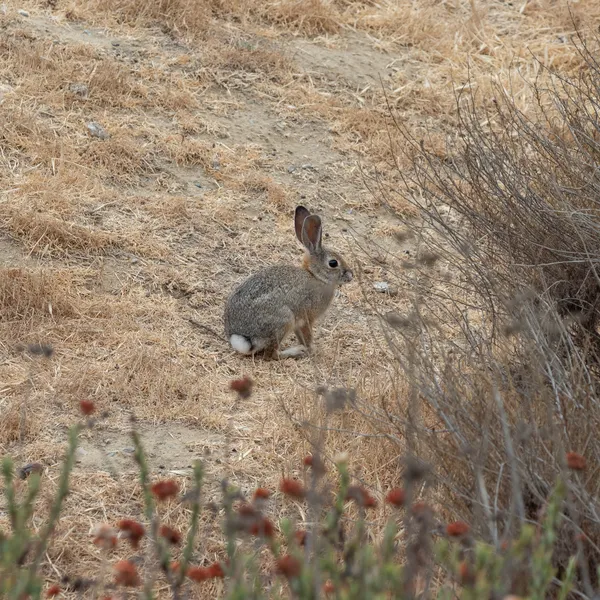 Desert Cottontail