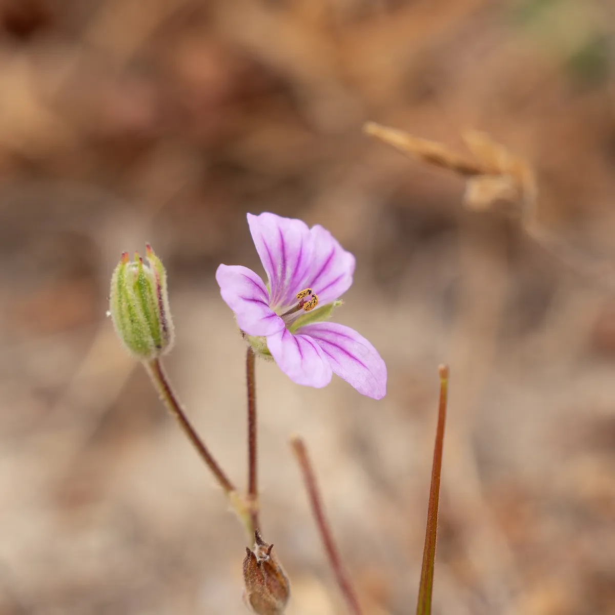 Mediterranean Stork's Bill
