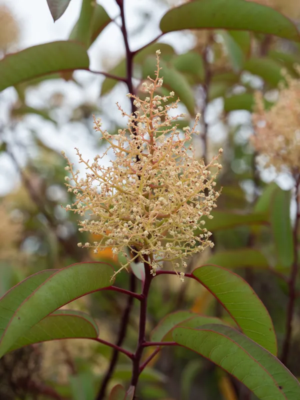 Laurel Sumac