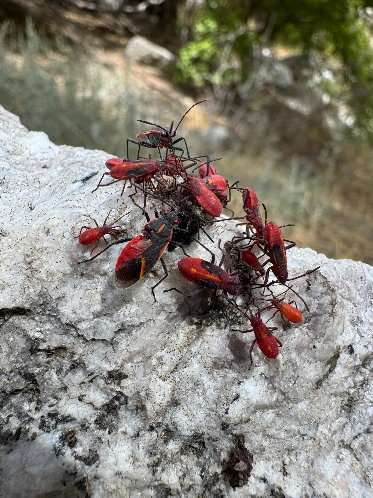 Eastern Boxelder Bug
