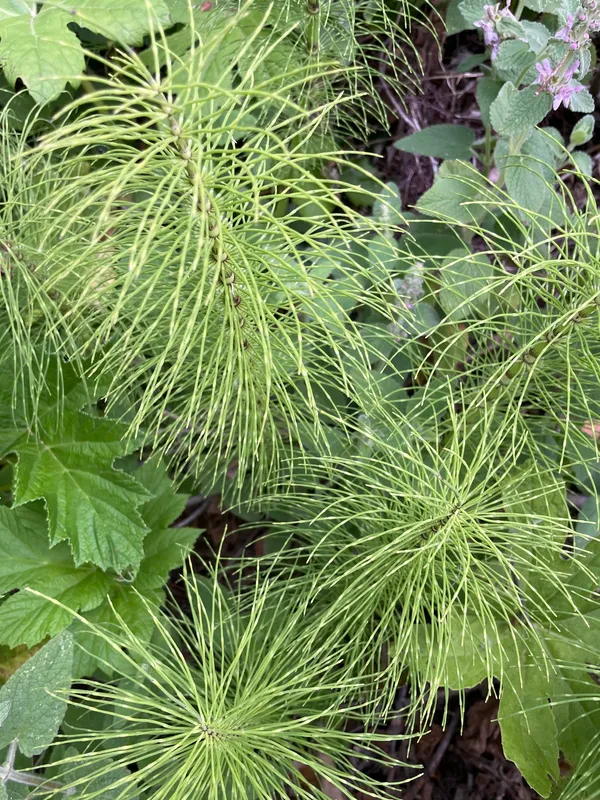 Great Horsetail