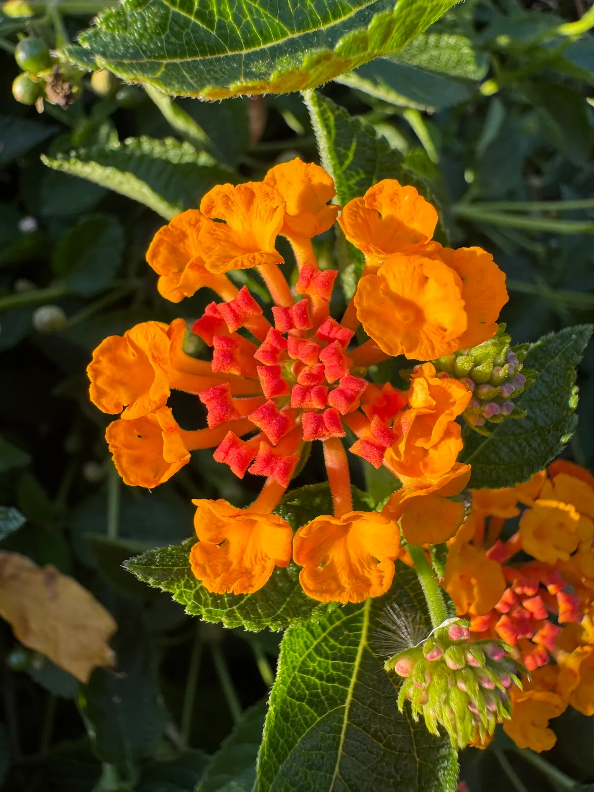 Lantanas