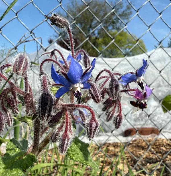 Borage