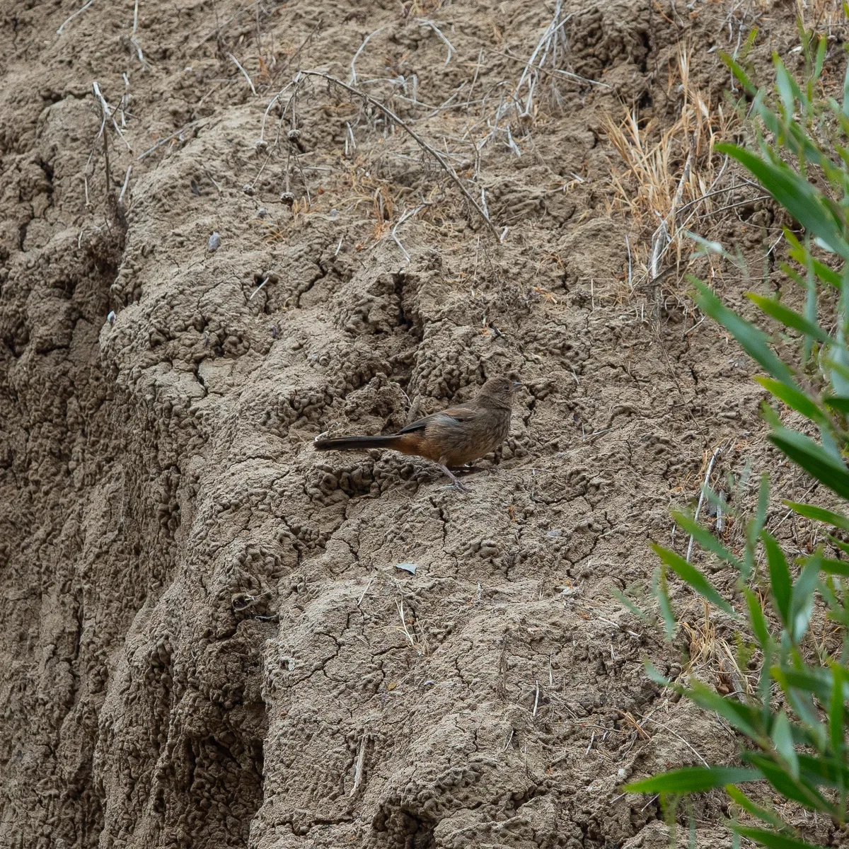 California Towhee