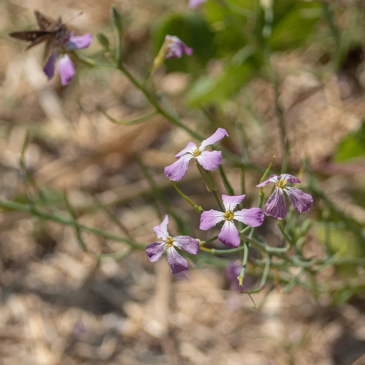 Wild Radish
