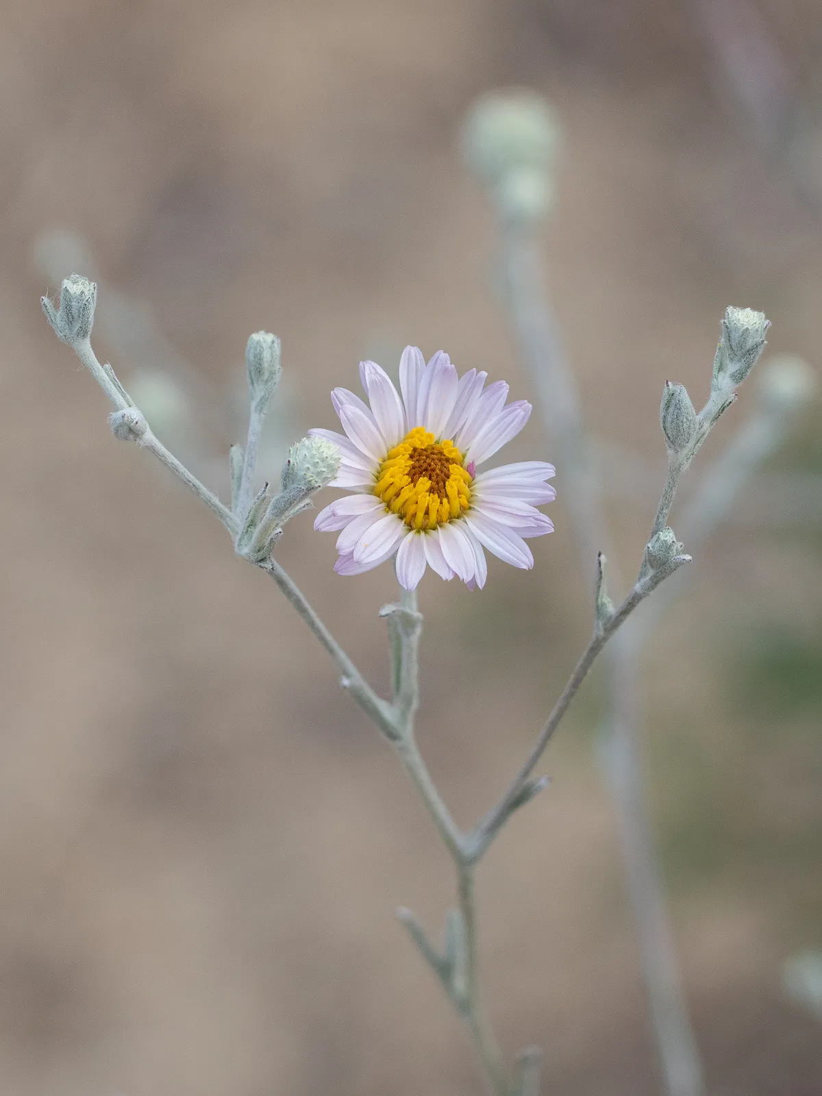 California Aster