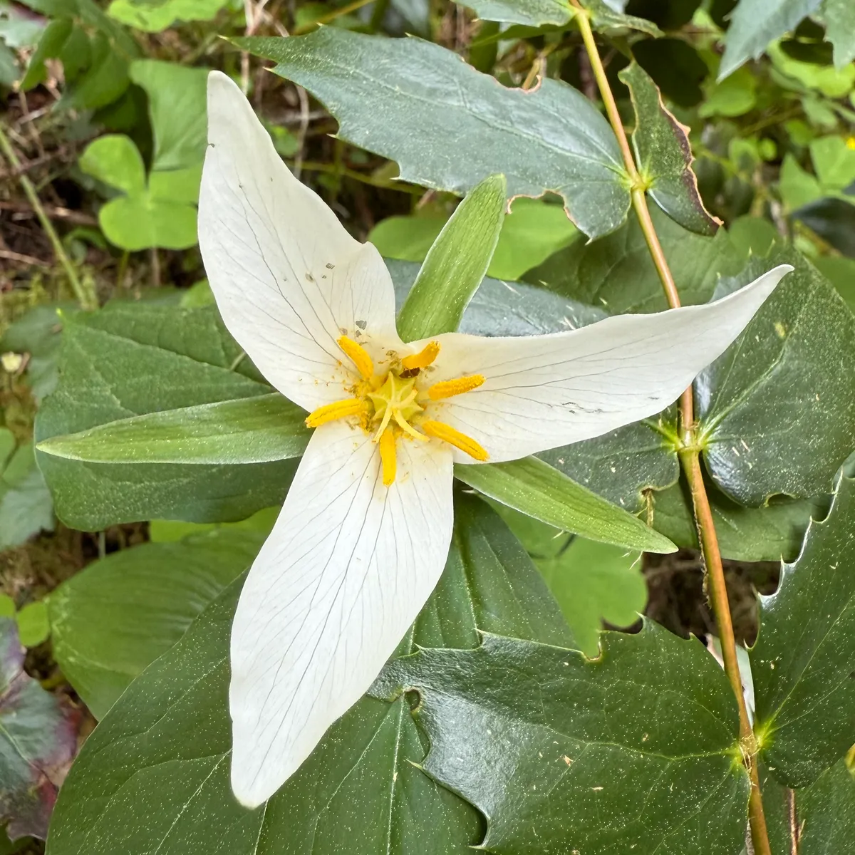 Pacific Trillium