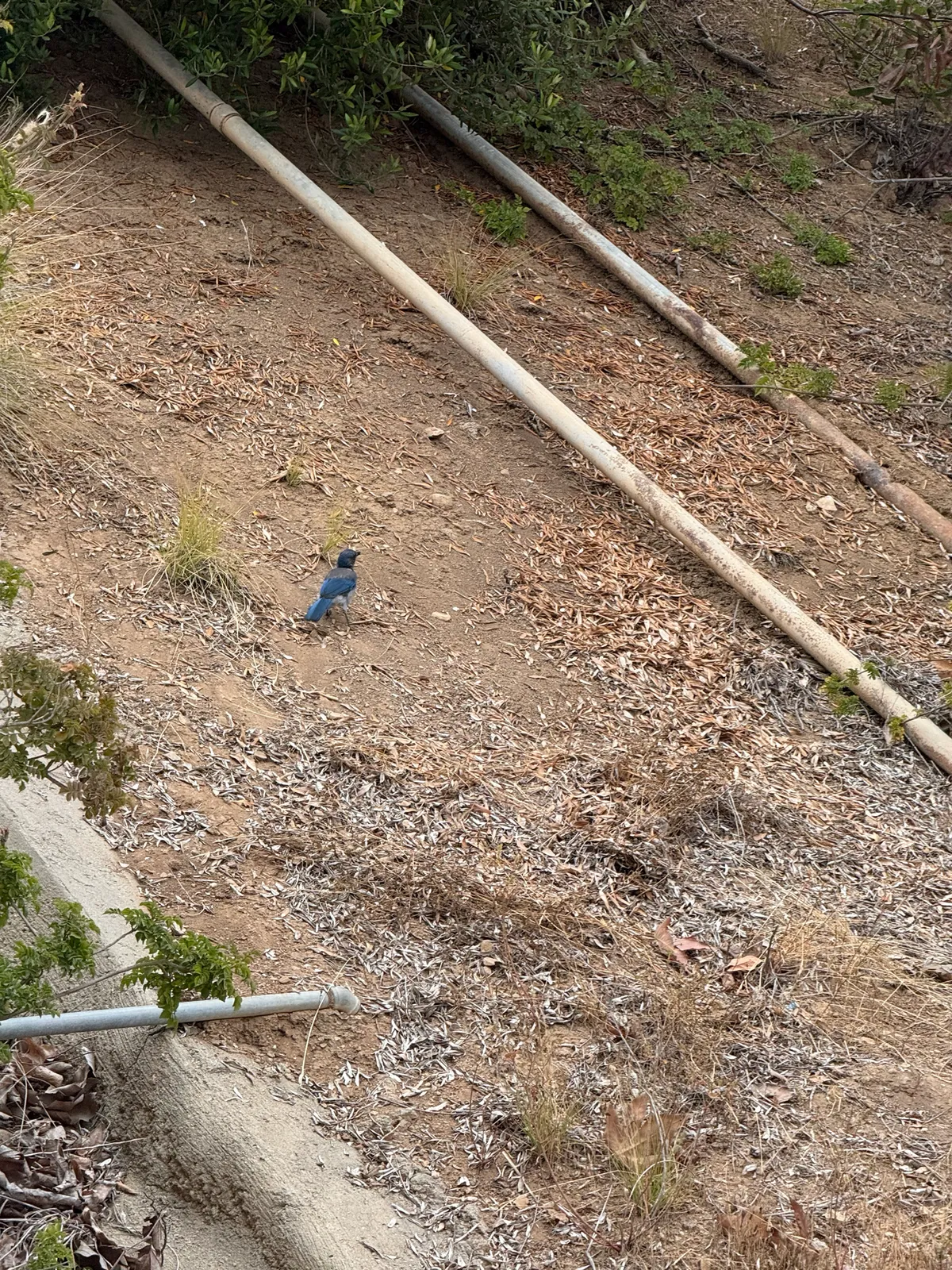 California Scrub Jay