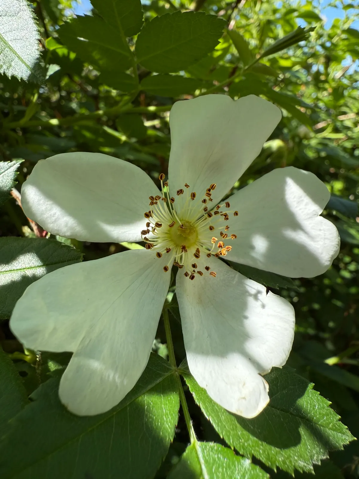 Dog Rose