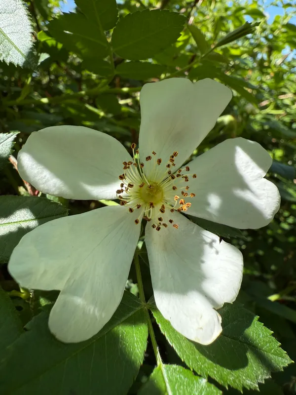 Dog Rose