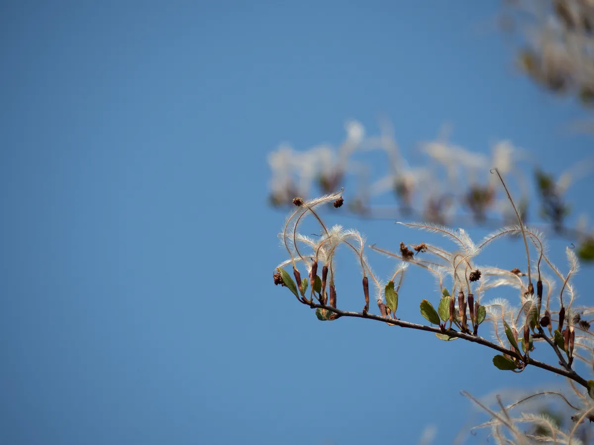 Smooth Mountain Mahogany
