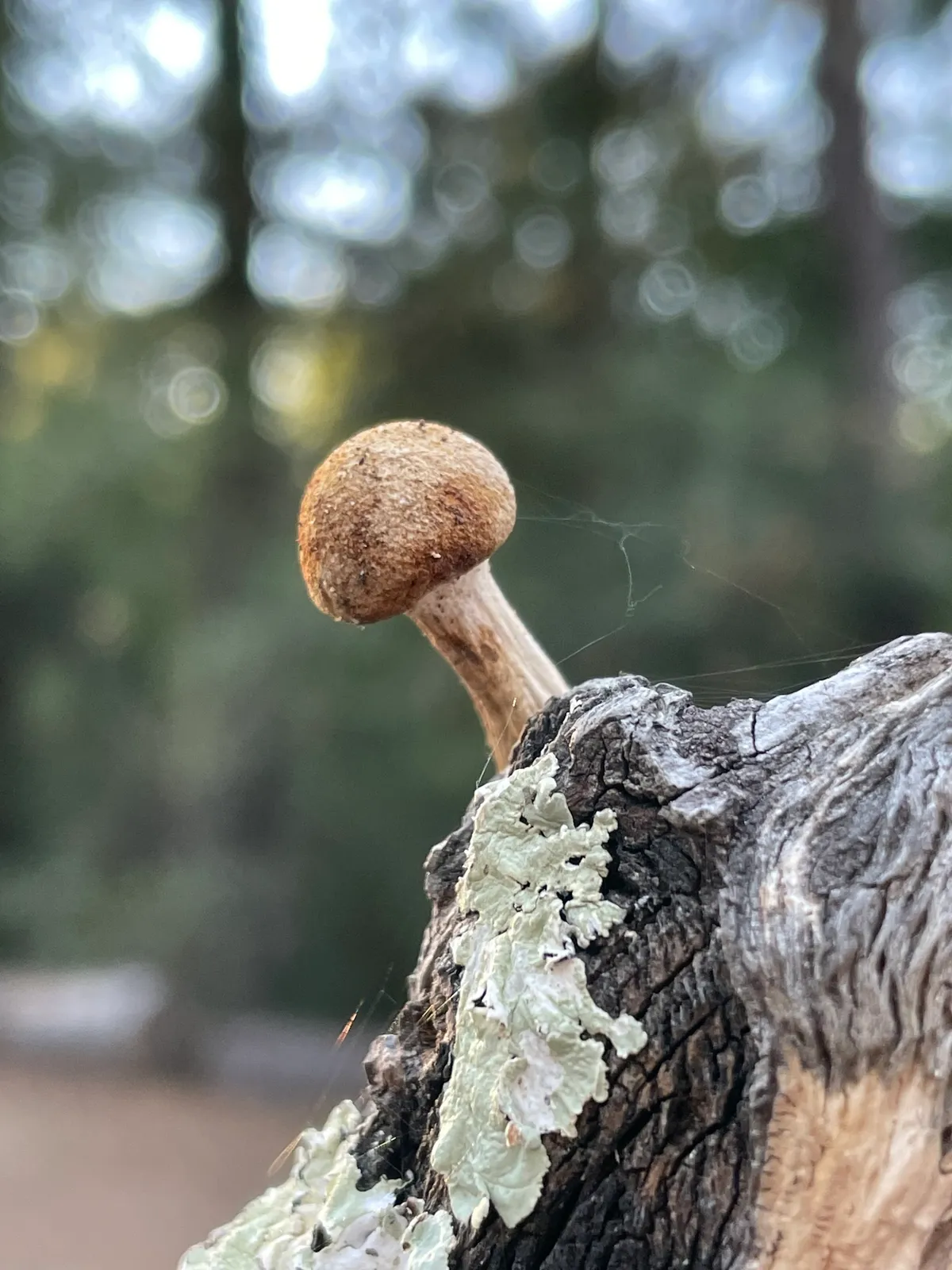 Mushrooms, Bracket Fungi, Puffballs, And Allies