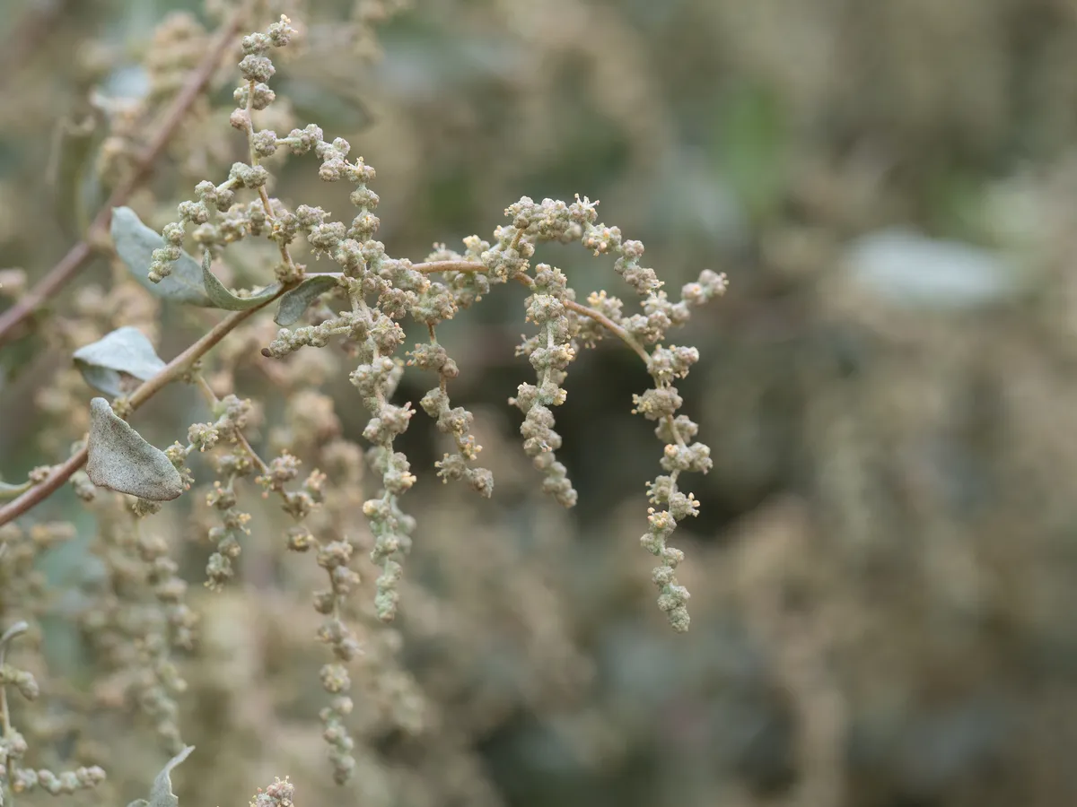 Saltbushes