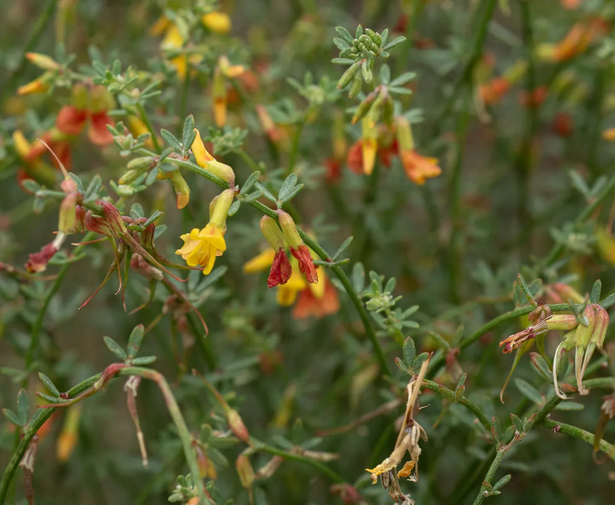 Coastal Deerweed