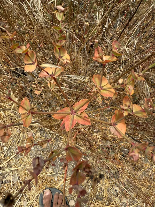 Carnation Spurge