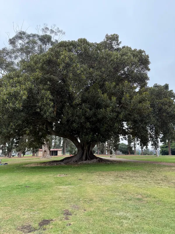 Moreton Bay Fig