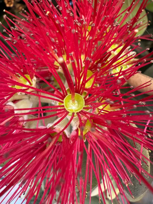 Pōhutukawa