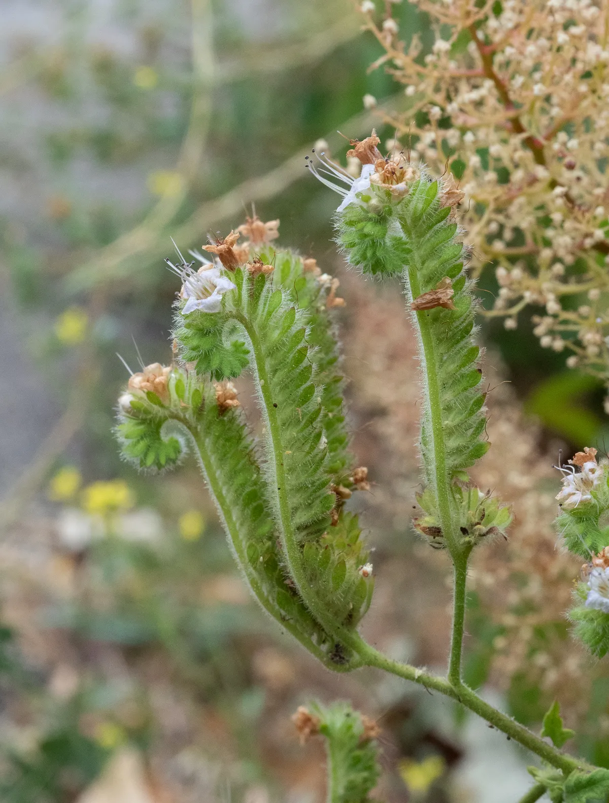 Branching Phacelia
