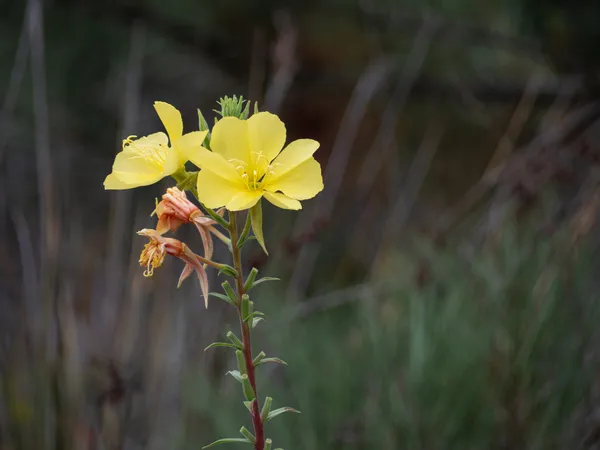 Tall Evening Primrose