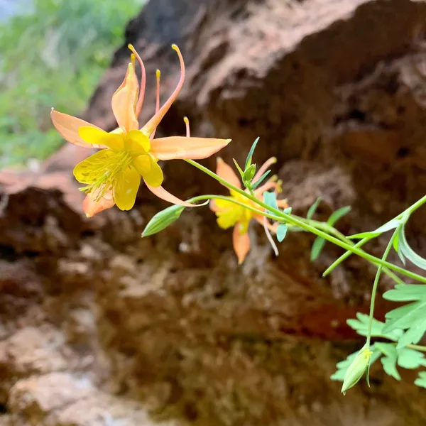 Western Columbine