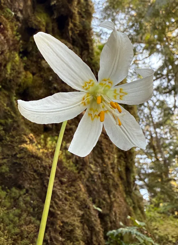 Giant White Fawn Lily