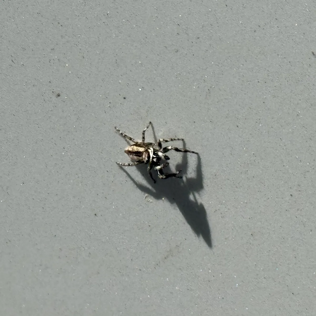 Gray Wall Jumping Spider