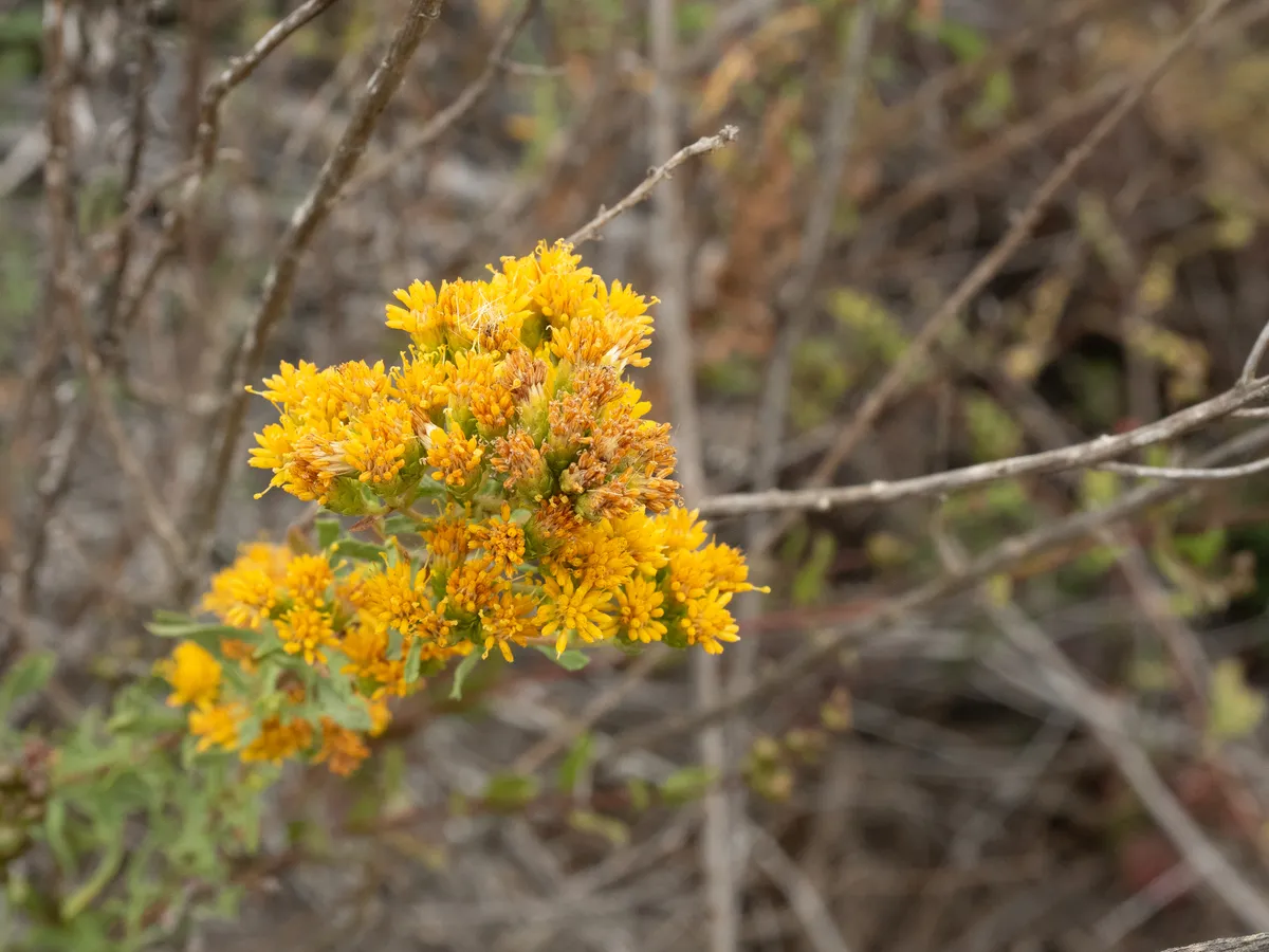 Coastal Goldenbush