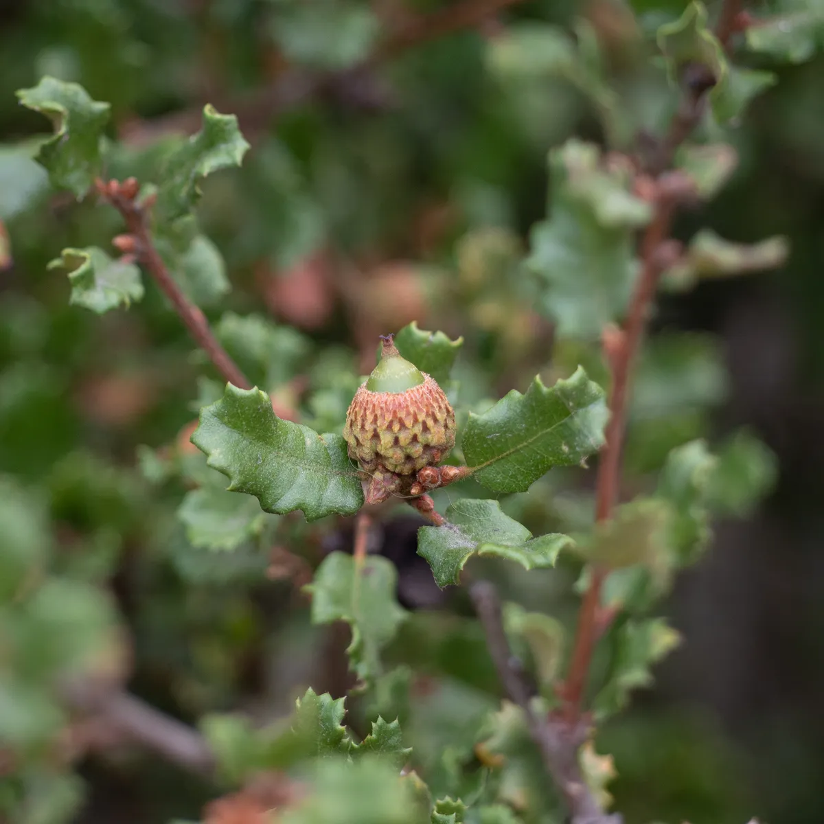 Nuttall's Scrub Oak