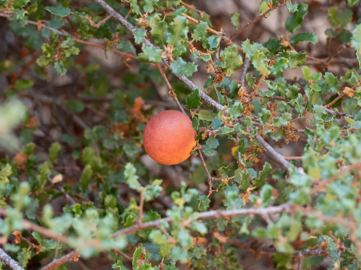California Gall Wasp