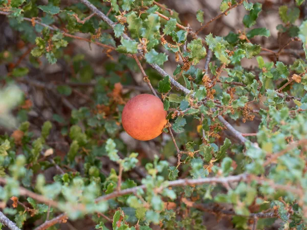 California Gall Wasp