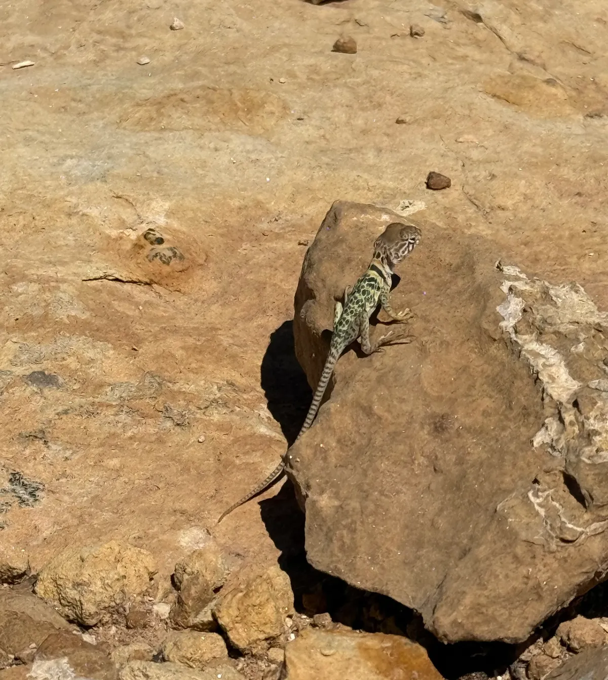 Eastern Collared Lizard