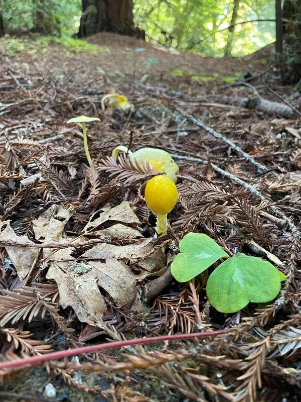 Yellow Fieldcap