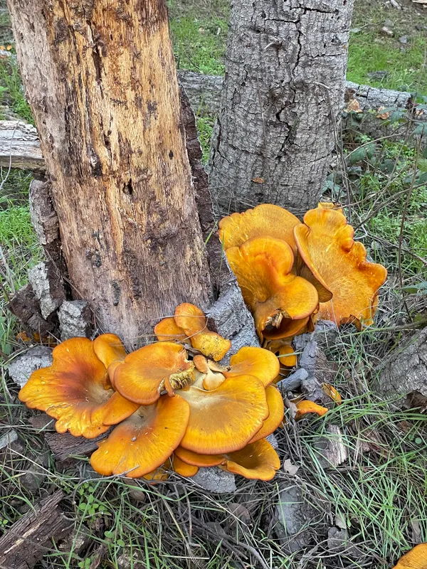 Western Jack O' Lantern