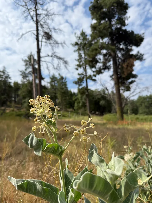 Woollypod Milkweed