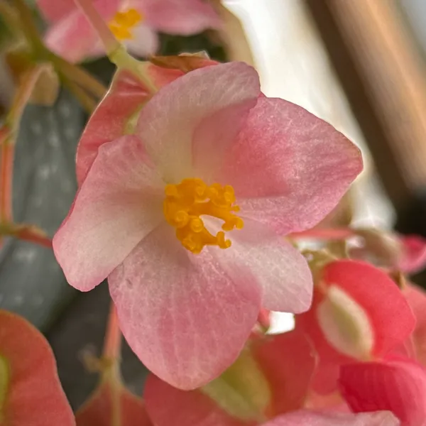Begonias