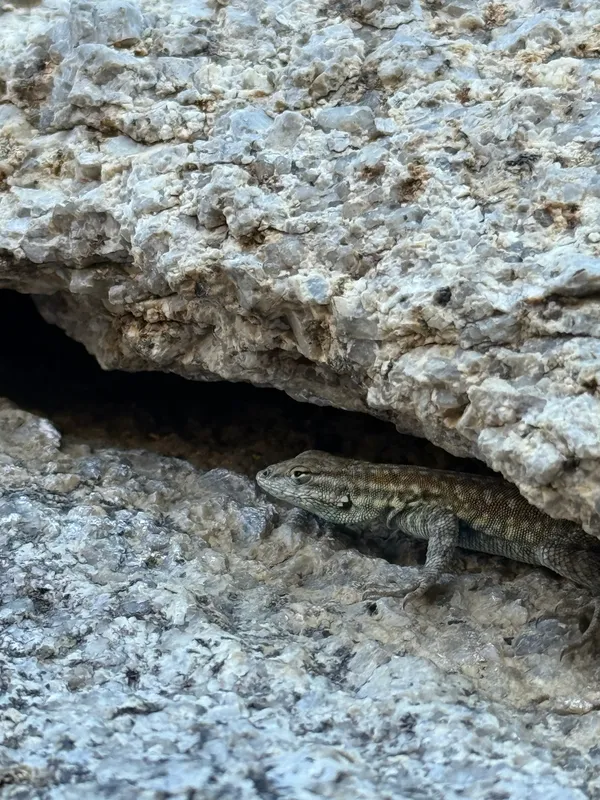 Common Side Blotched Lizard