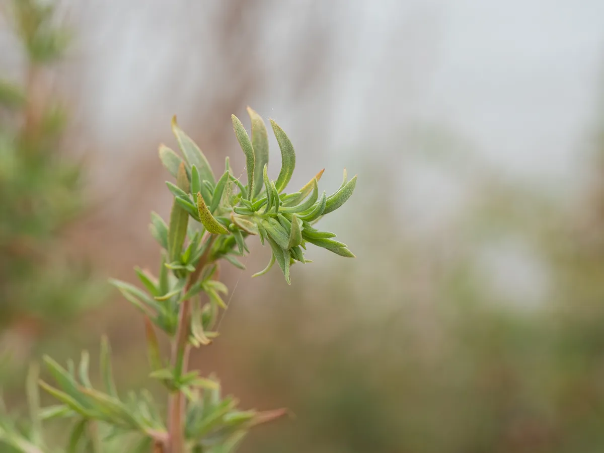 Russian Thistles