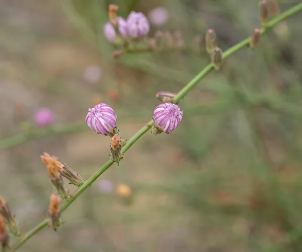 San Diego Wirelettuce